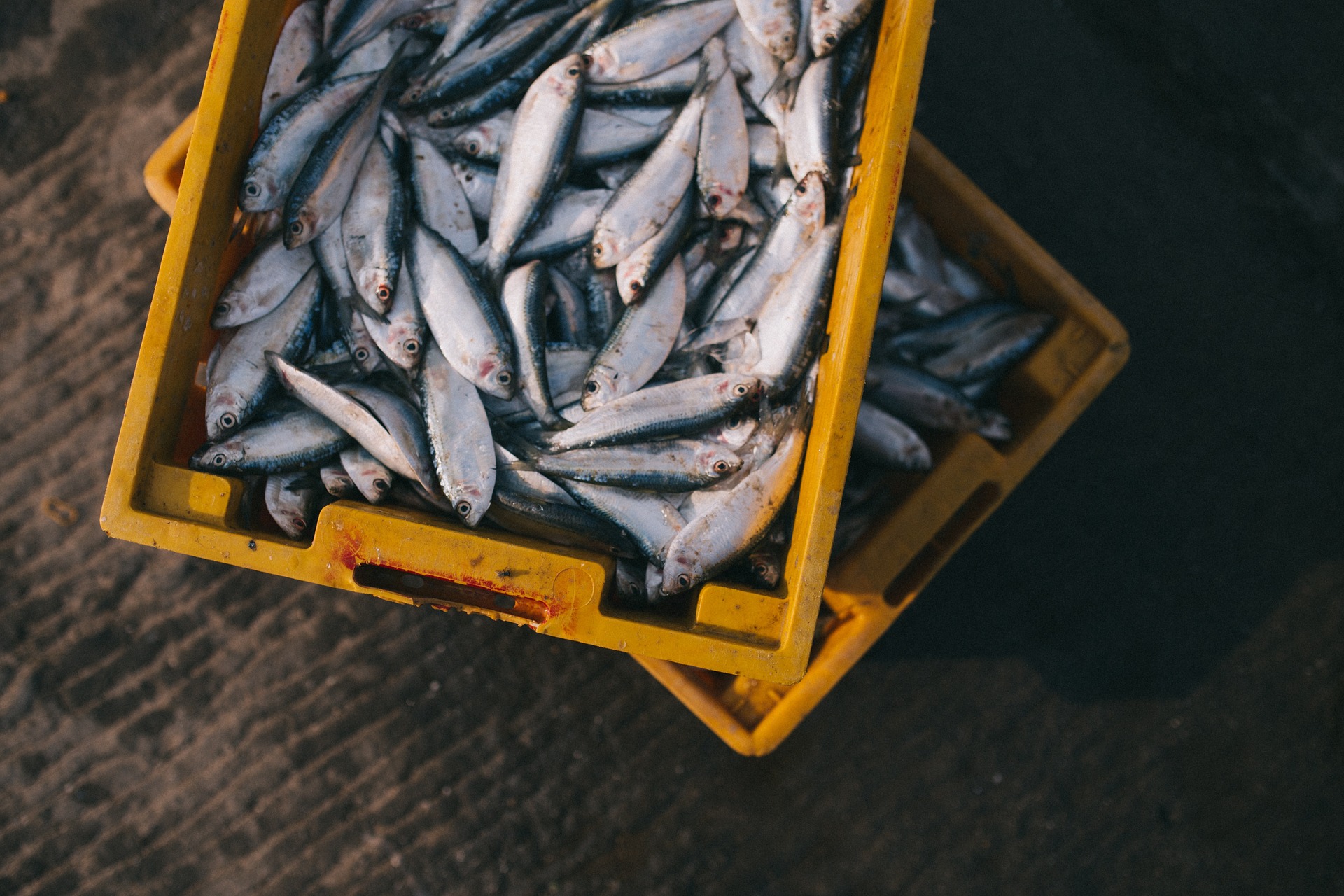 Fischkonsum