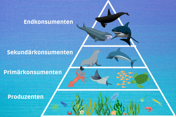 Nahrungskette im Meer